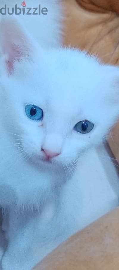 Kitten for adoption