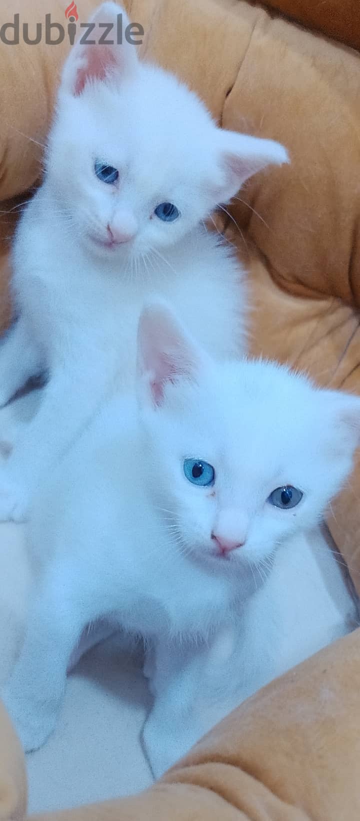 Kitten for adoption 1