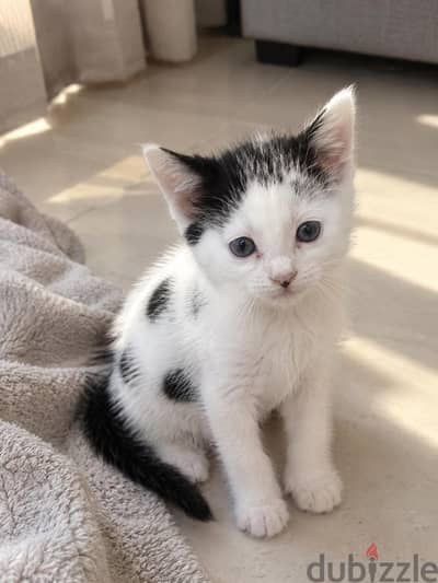 كتن لتبني |  kitten for adoption