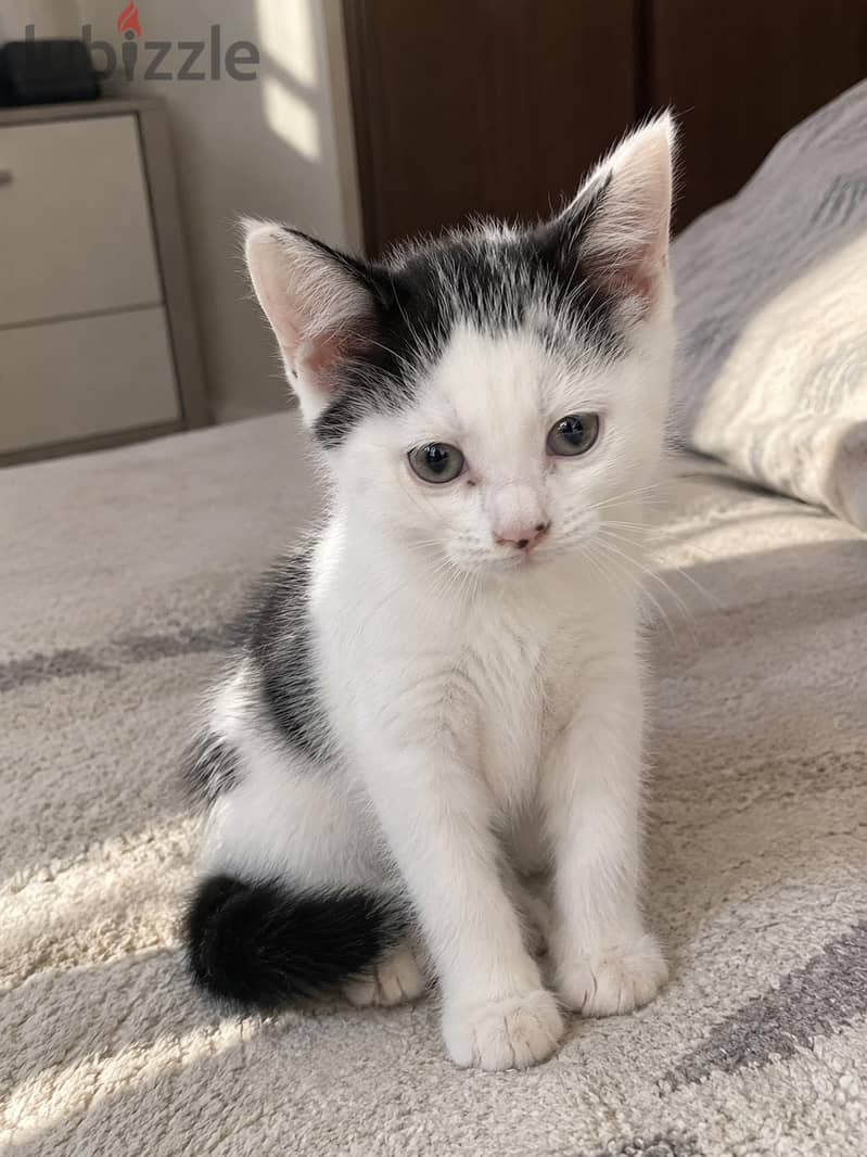 كتن لتبني |  kitten for adoption 1