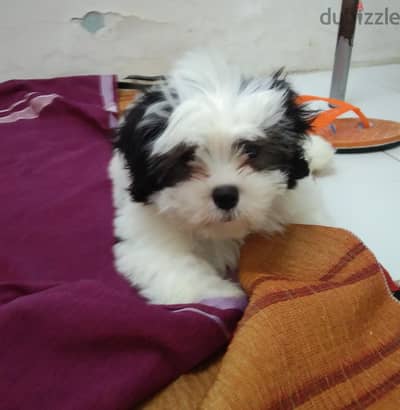 puppy for sale