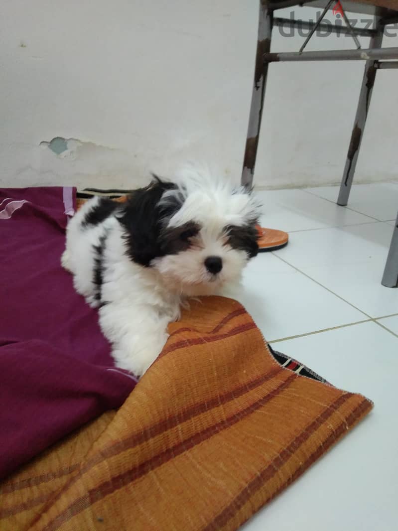 puppy for sale 1