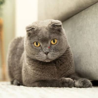 Scottish fold cat for sale 80 bd
