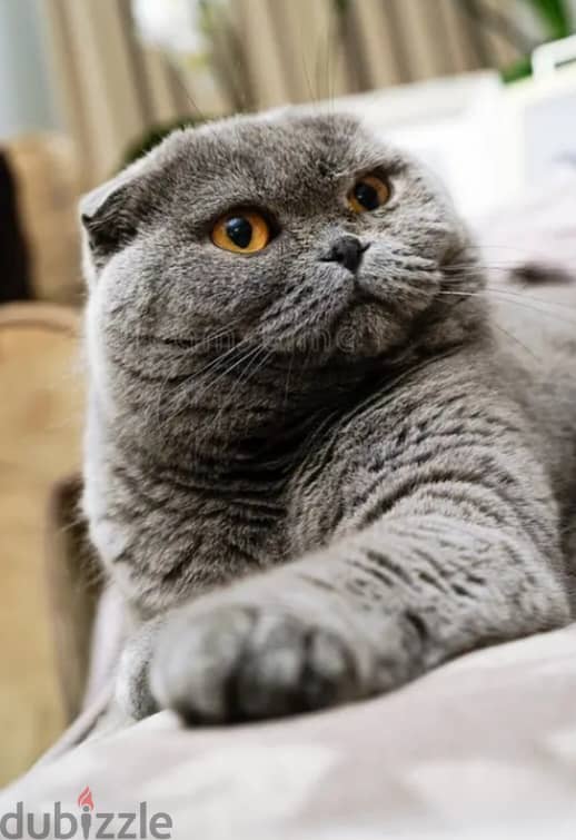 Scottish fold cat for sale 80 bd 1