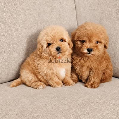 Mini toy poodle