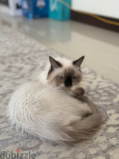 HIMALAYAN CAT FOR ADOPTED