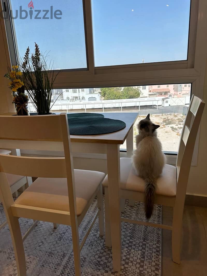 HIMALAYAN CAT FOR ADOPTED 1