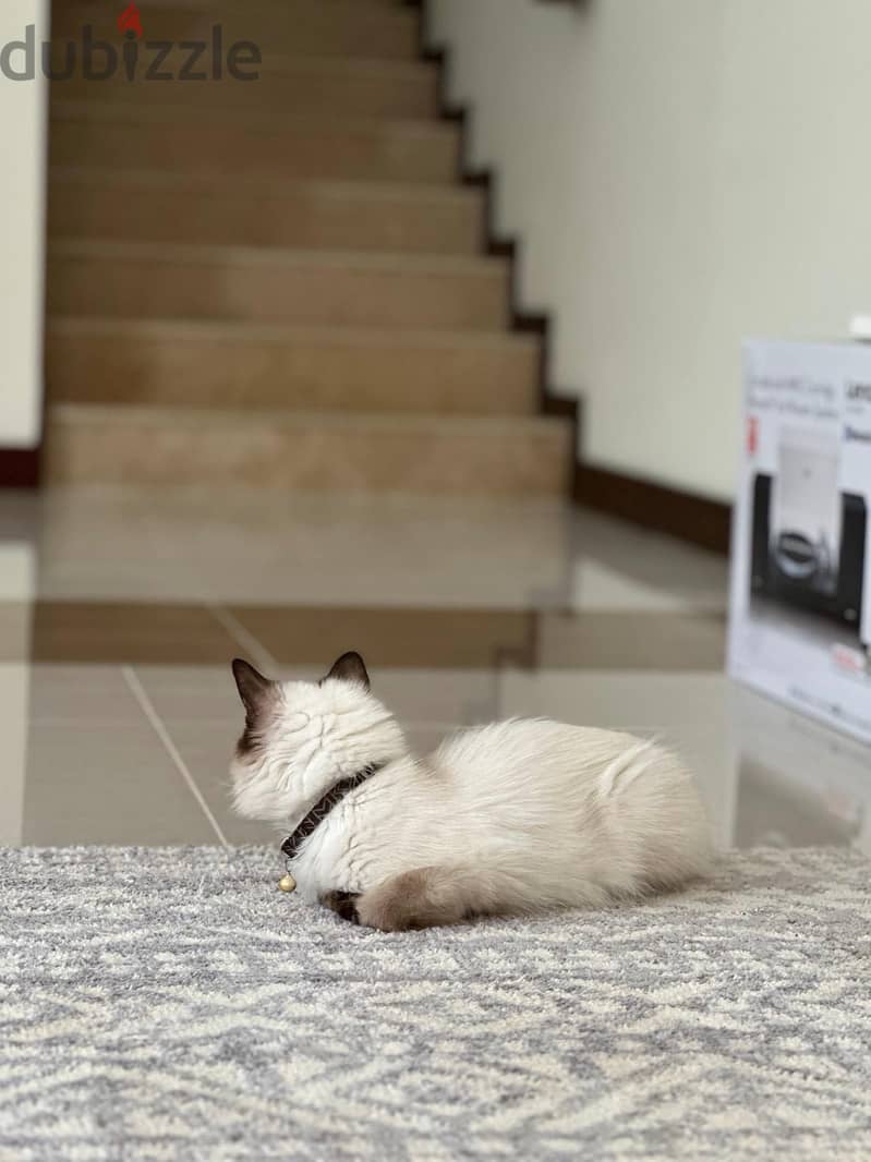 HIMALAYAN CAT FOR ADOPTED 2