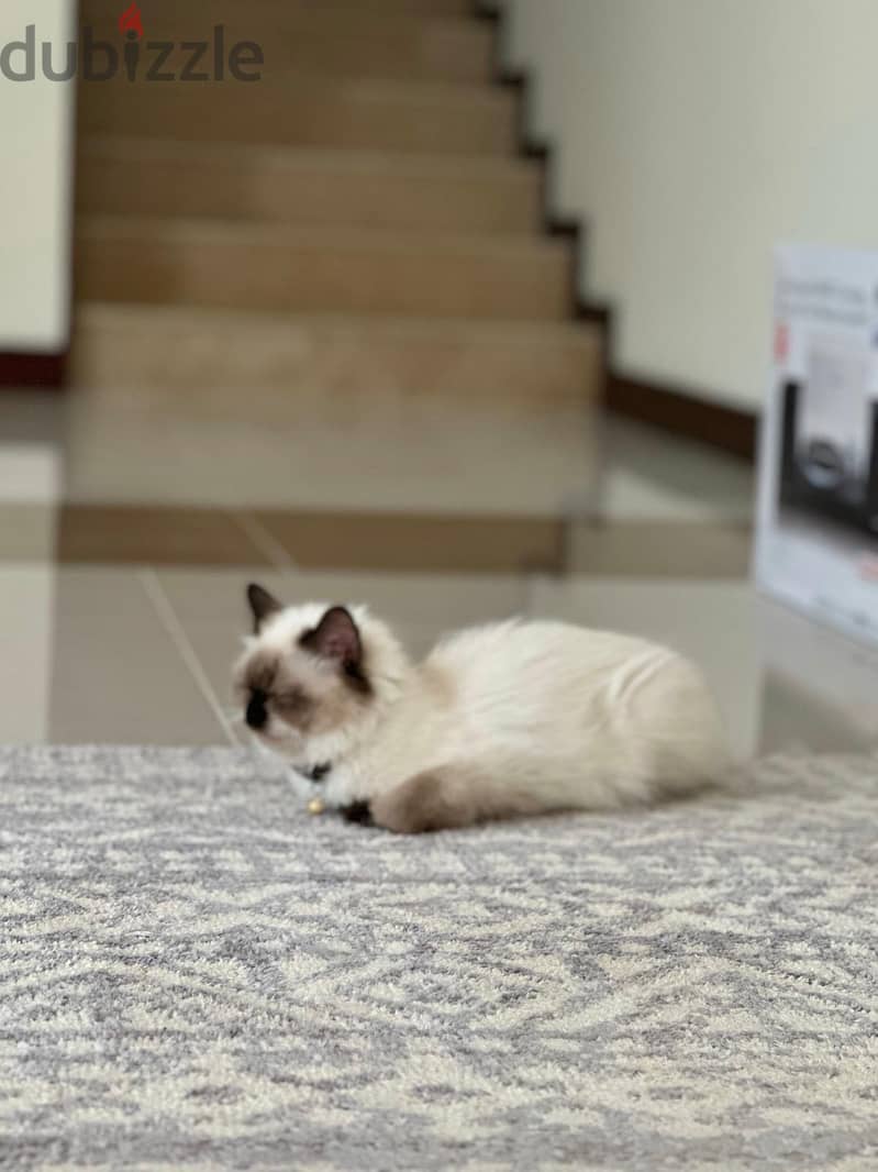 HIMALAYAN CAT FOR ADOPTED 3