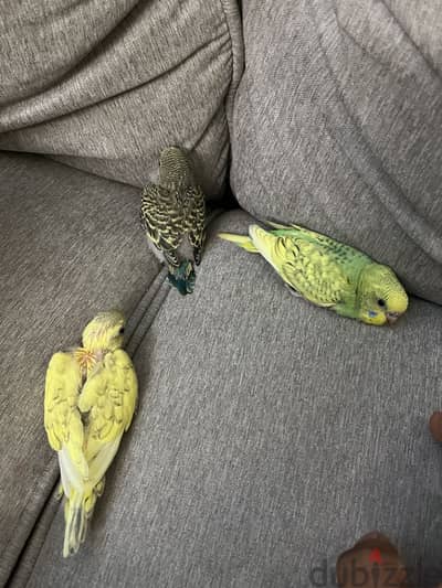 Budgies babies for sale each 2 BD