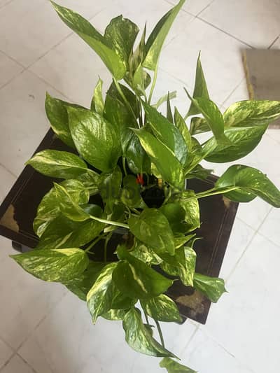 Indoor Plants For Sale