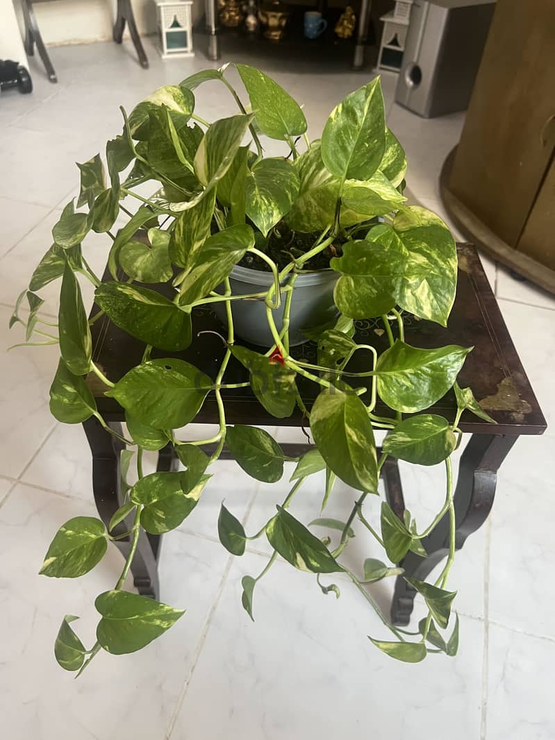 Indoor Plants For Sale 1