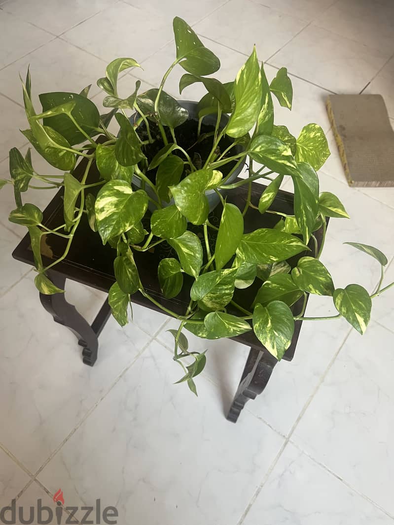 Indoor Plants For Sale 2