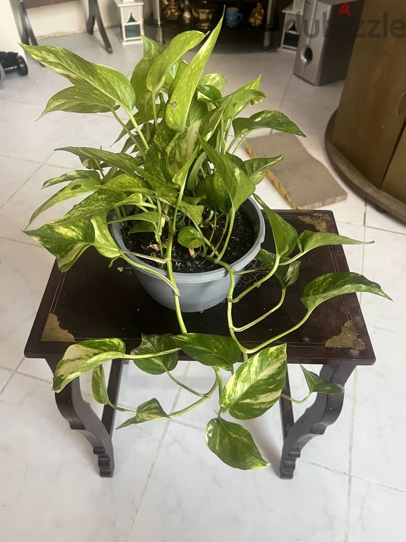 Indoor Plants For Sale 3
