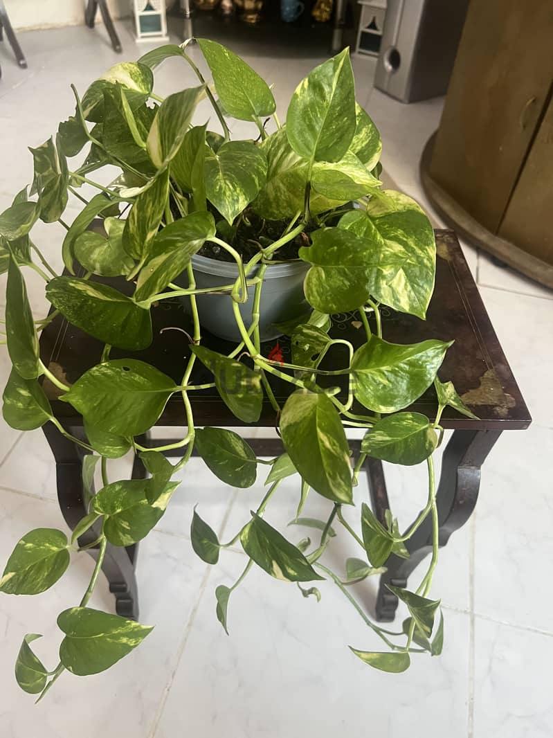 Indoor Plants For Sale 4