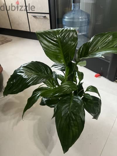 Indoor Plants For Sale - Peacelily