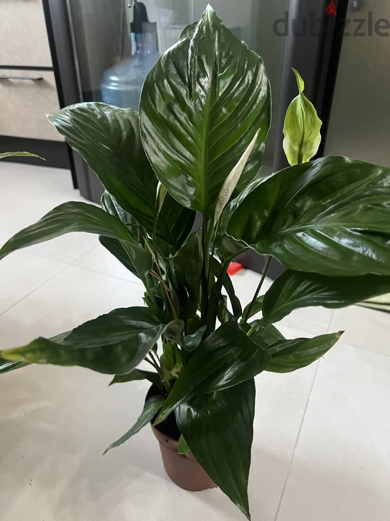 Indoor Plants For Sale - Peacelily 1