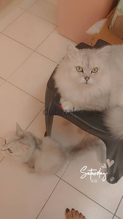 Persian cats for adoption