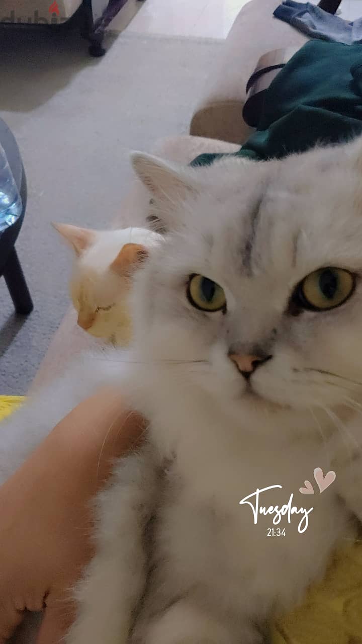 Persian cats for adoption 2