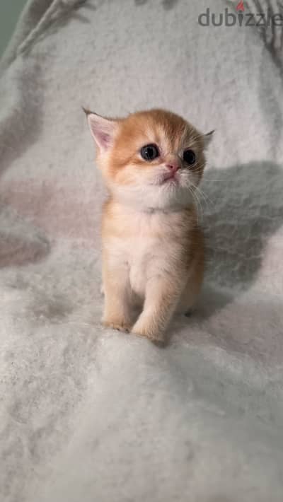 قطط سكوتش Scottish cat