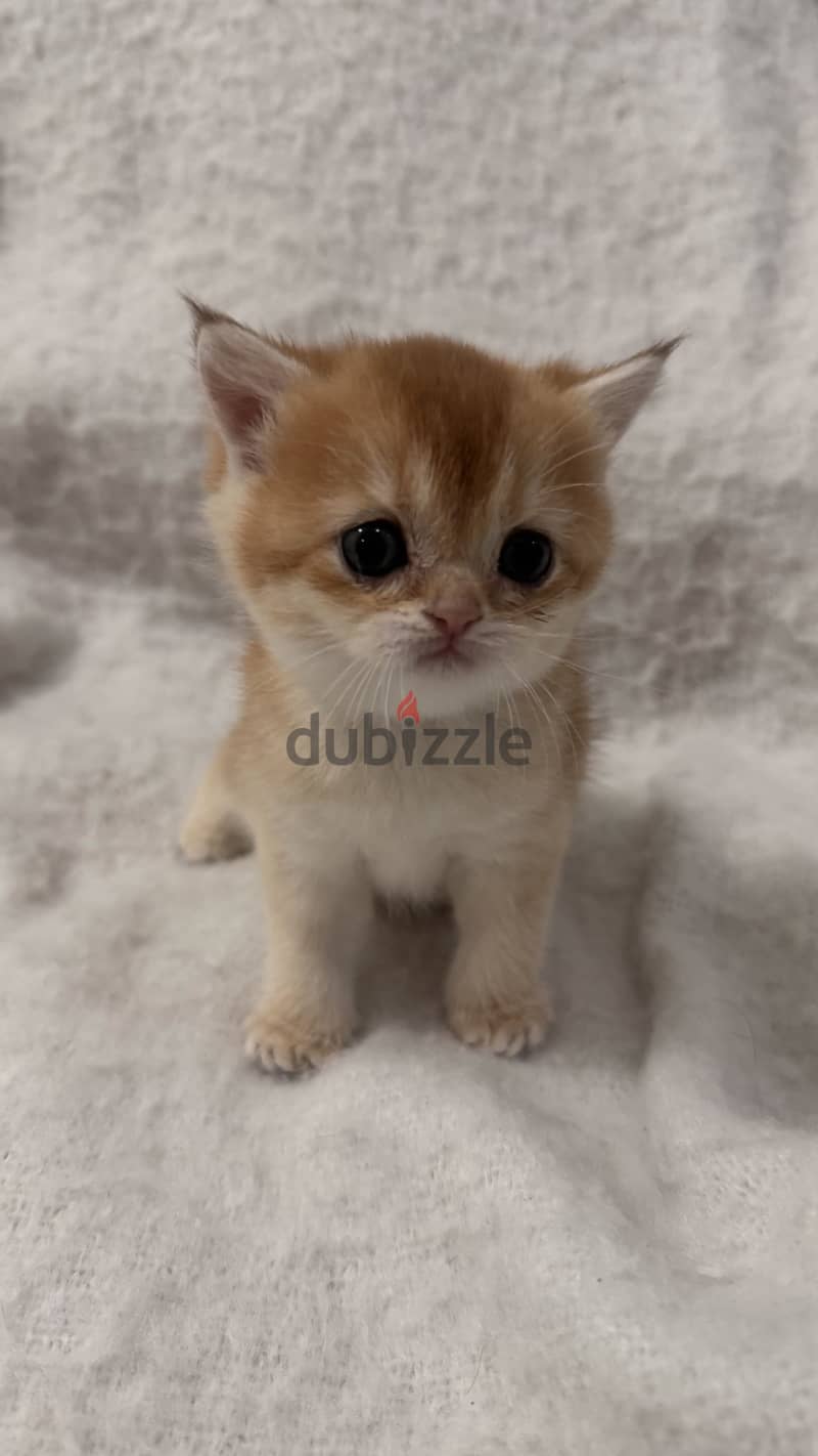 قطط سكوتش Scottish cat 1