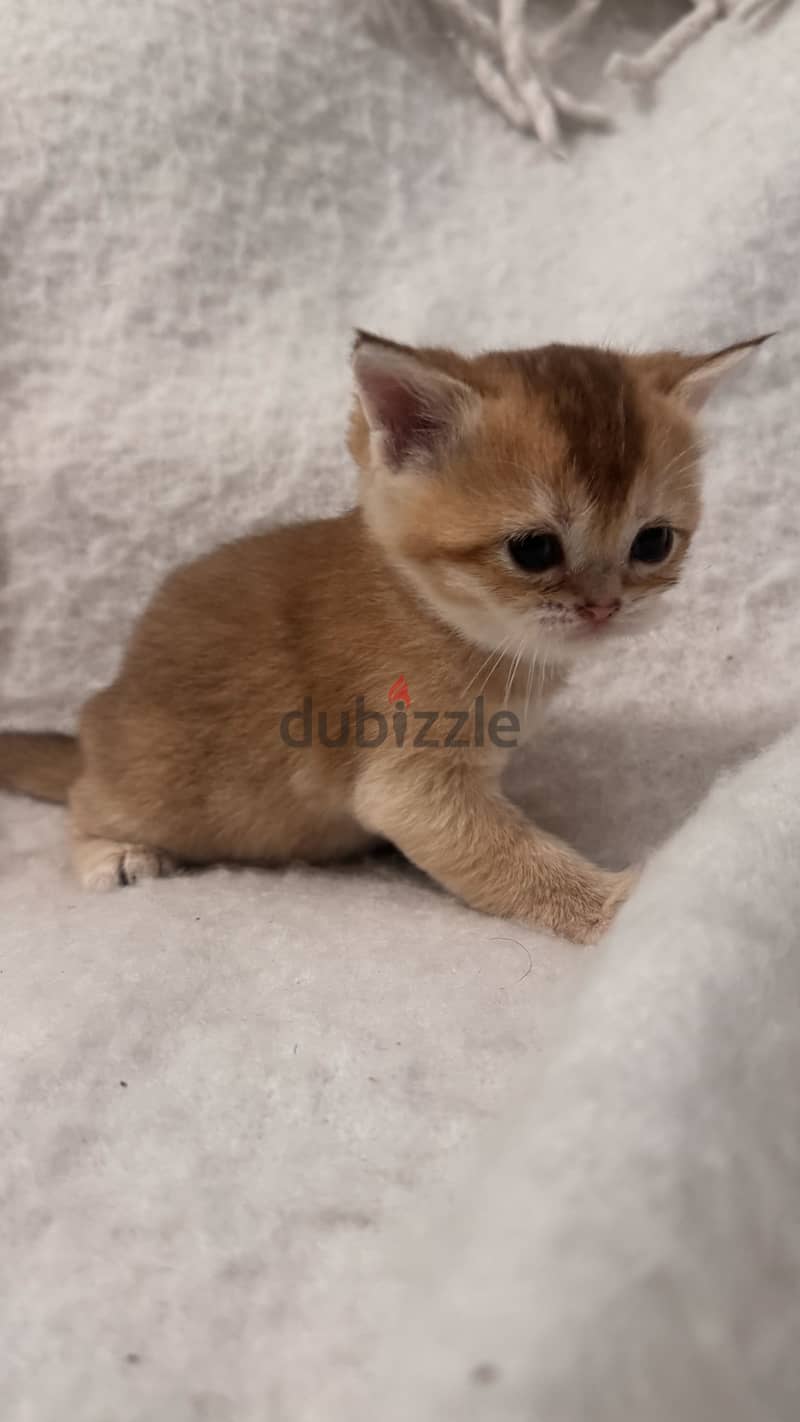 قطط سكوتش Scottish cat 2