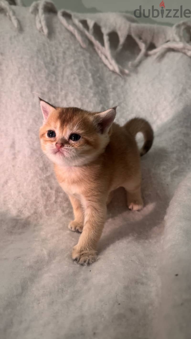 قطط سكوتش Scottish cat 3