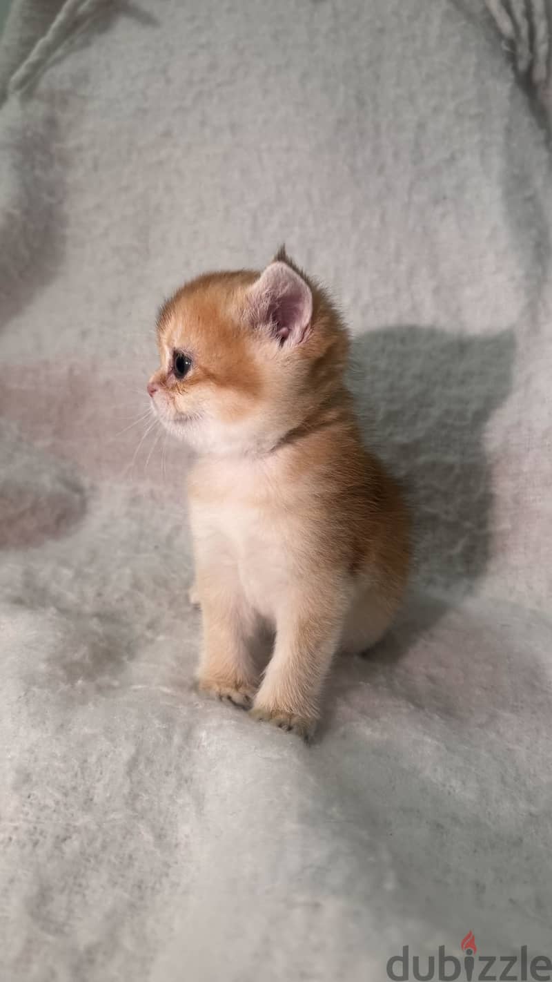 قطط سكوتش Scottish cat 4