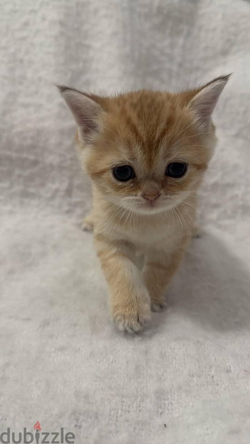قطط سكوتش Scottish cat 6