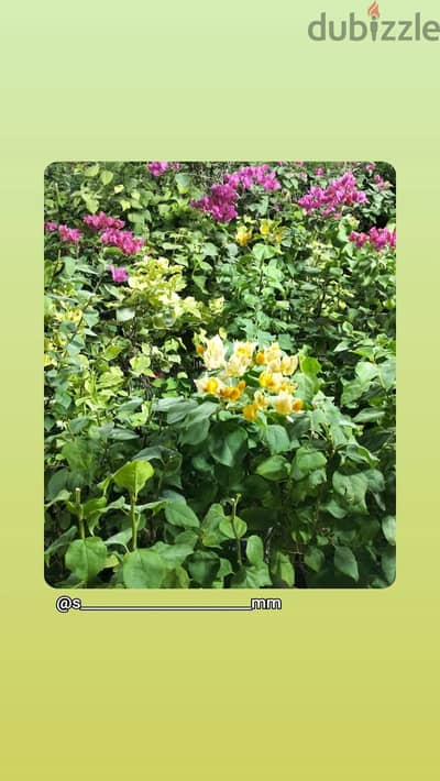 garden mantince