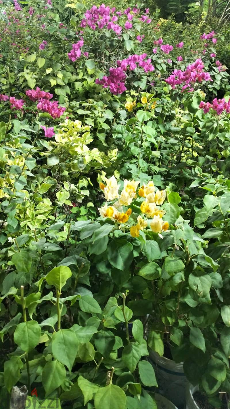 garden mantince 1