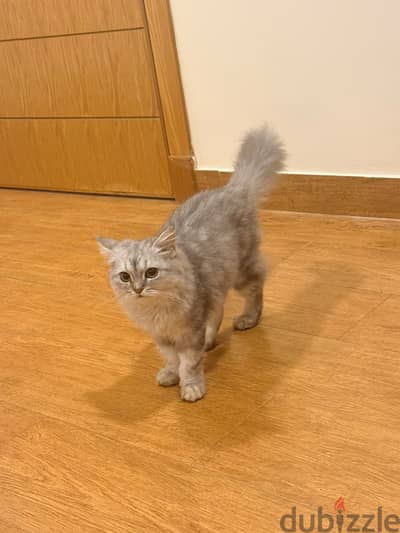Persian cats Ash And Asta