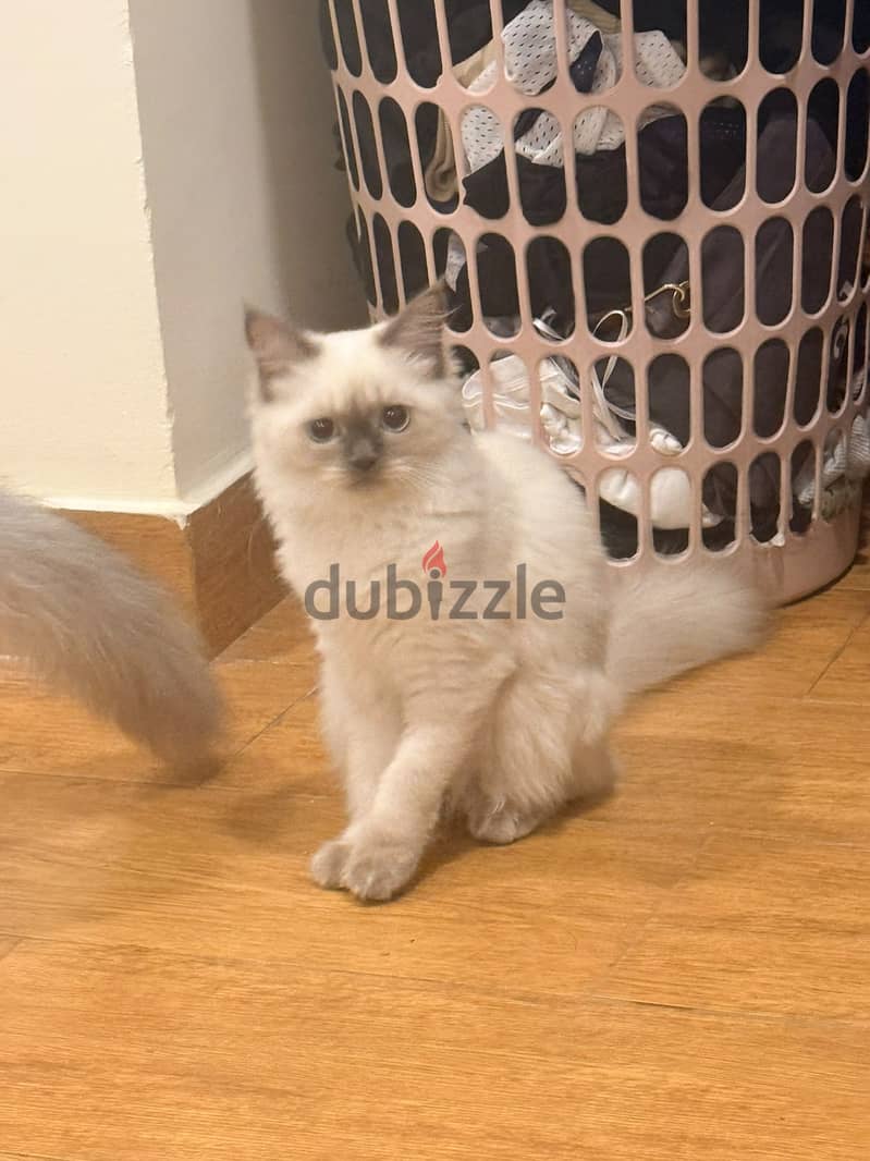Persian cats Ash And Asta 1