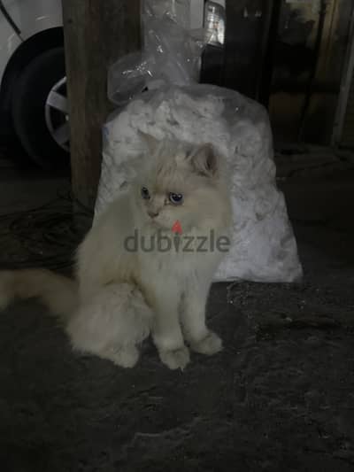 Cat for adoption