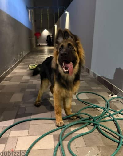male German sheprd pupies long hair top level