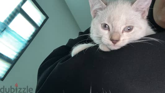 2 month old kitten for adoption. Contact me if you are interested