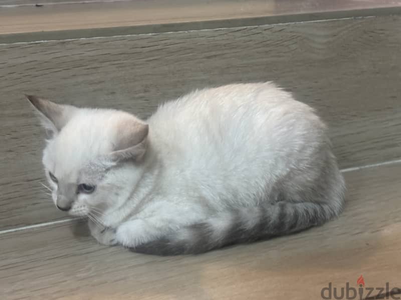 2 month old kitten for adoption. Contact me if you are interested 1