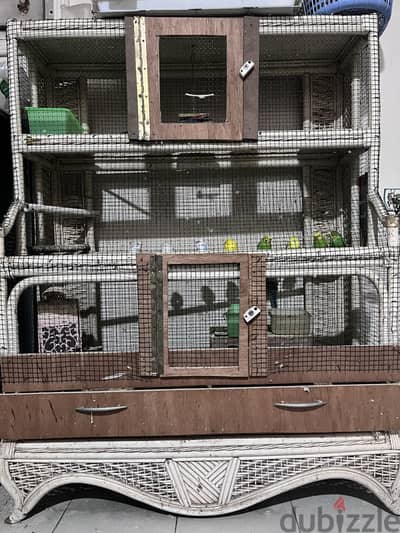 Birds case for sale with 9 budgies 50 BD