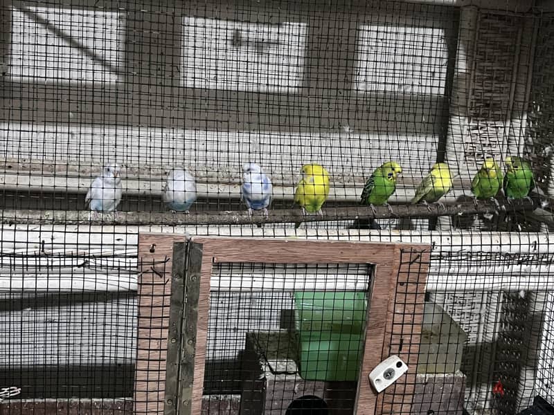 Birds case for sale with 9 budgies 50 BD 1
