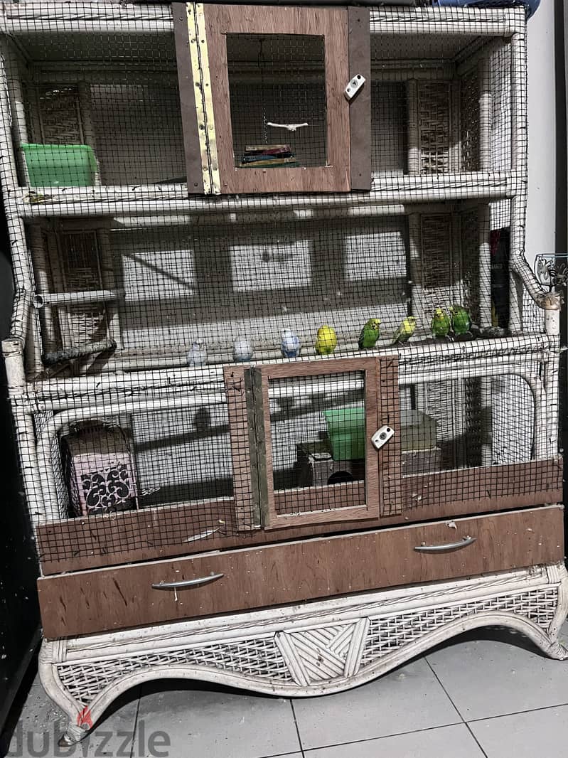 Birds case for sale with 9 budgies 50 BD 2