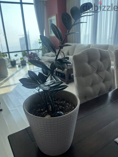 Black ZZ plant  ( Large)