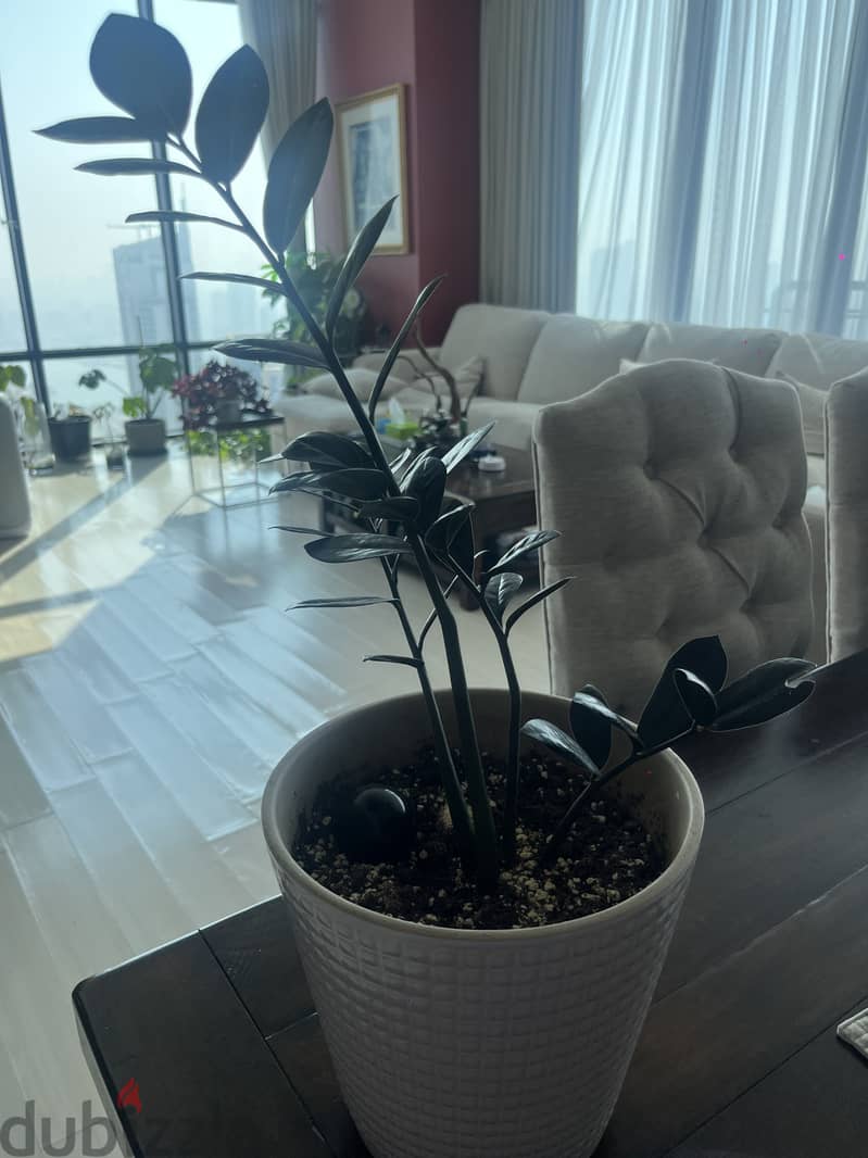 Black ZZ plant  ( Large) 1