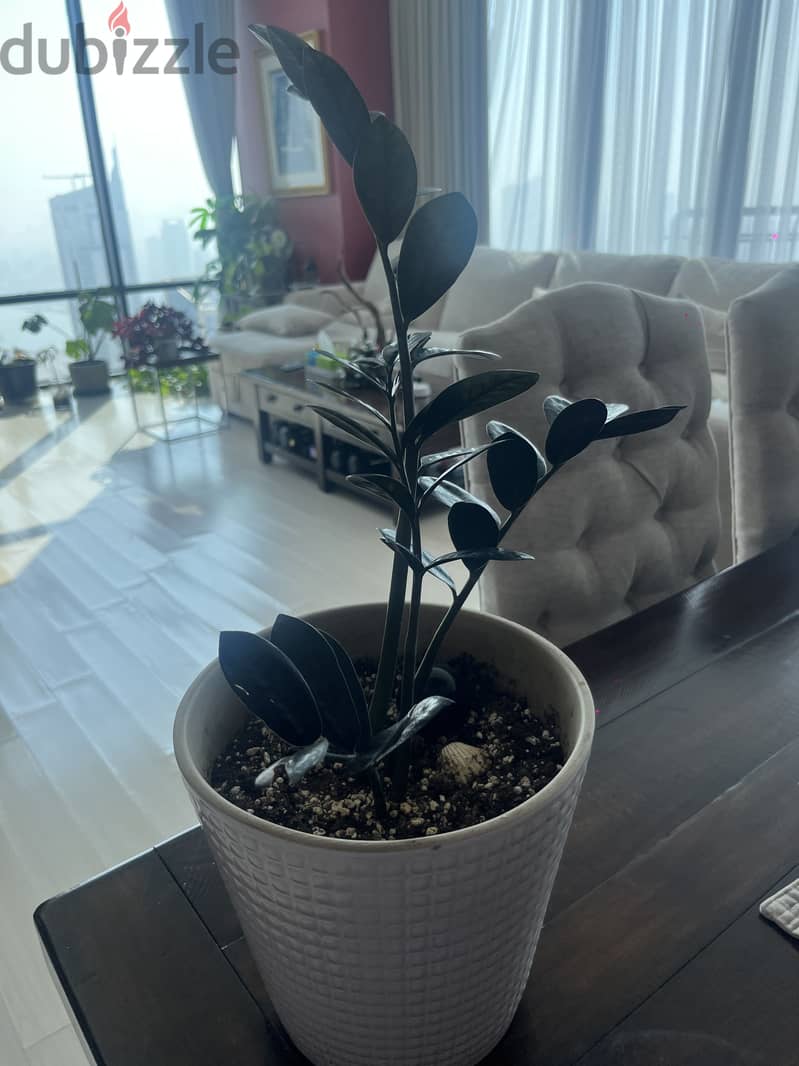 Black ZZ plant  ( Large) 2
