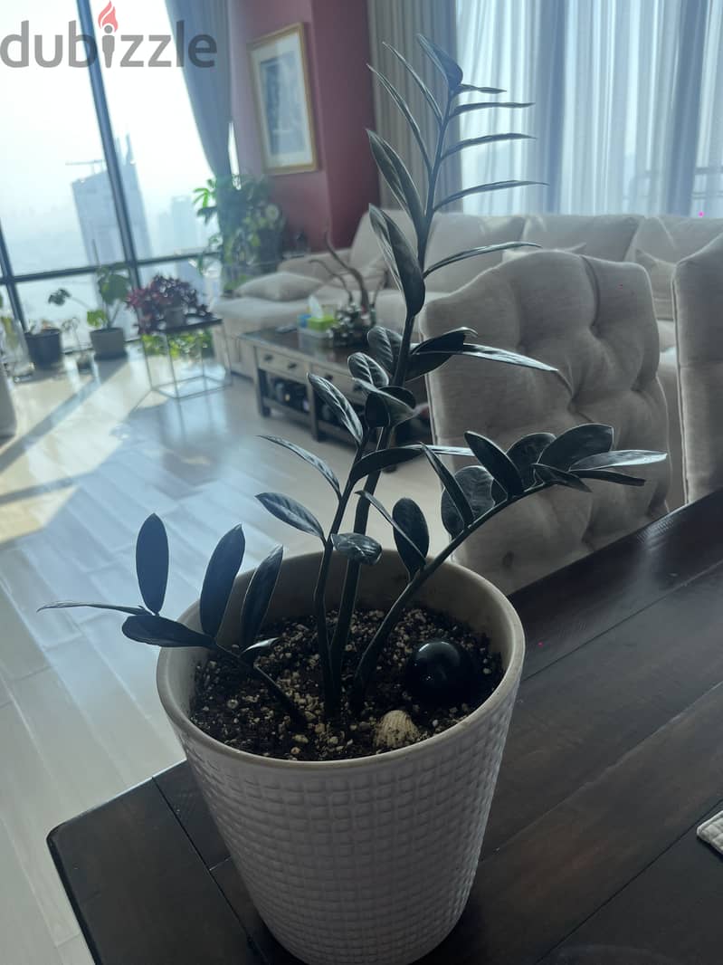 Black ZZ plant  ( Large) 3