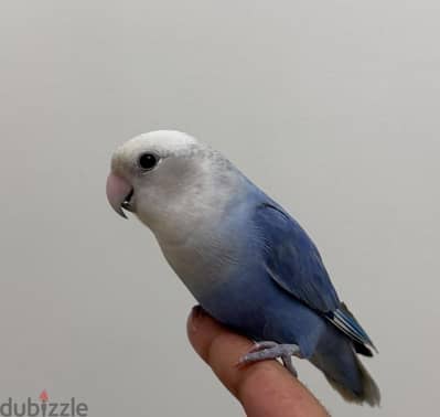 friendly love bird for sale