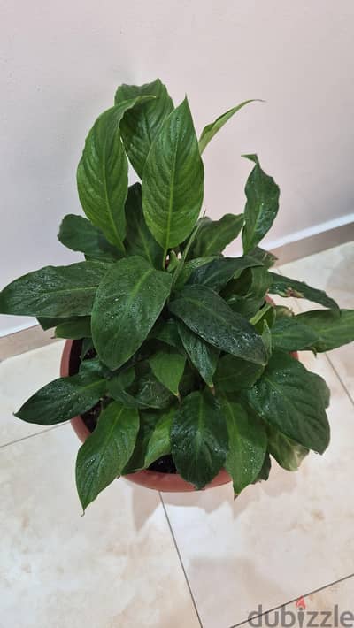 Indoor Peace Lily Plant with Large Pot and Fertlizer