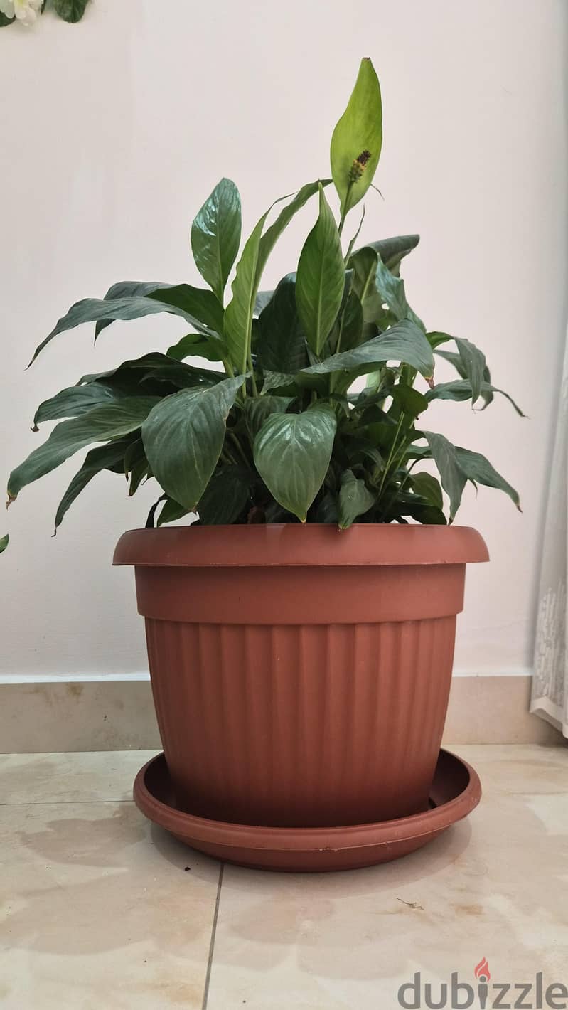 Indoor Peace Lily Plant with Large Pot and Fertlizer 2