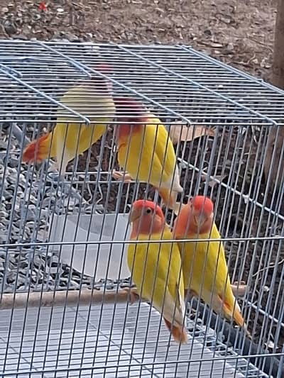 2 pair love birds