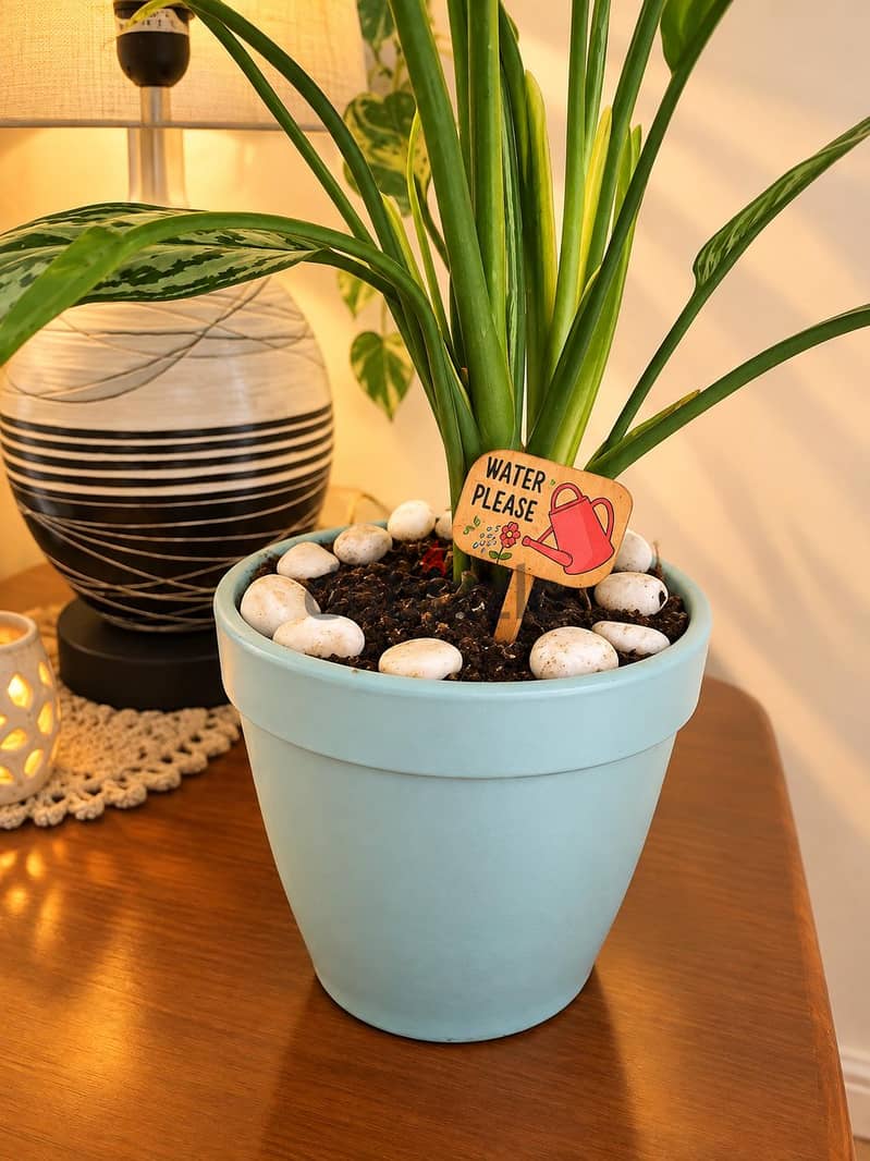 ceramic pot with silver Queen with stones n a plant loving qoute stick 1