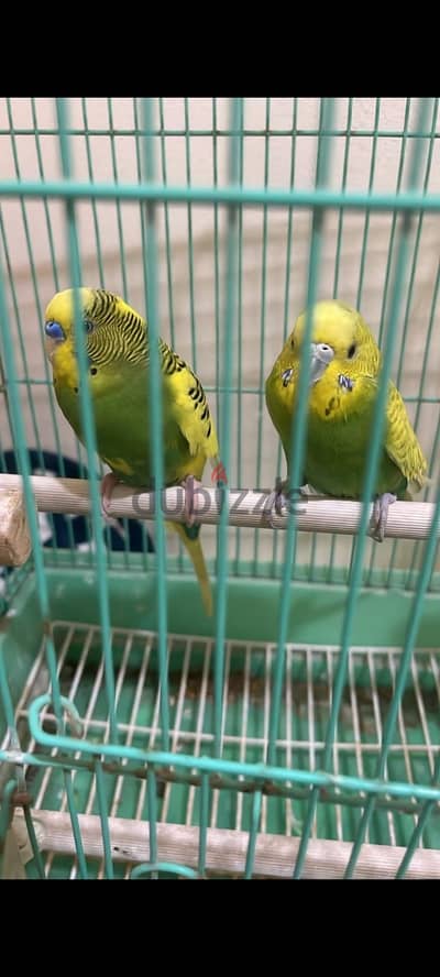 good quality confirm pair with cage healthy and clean